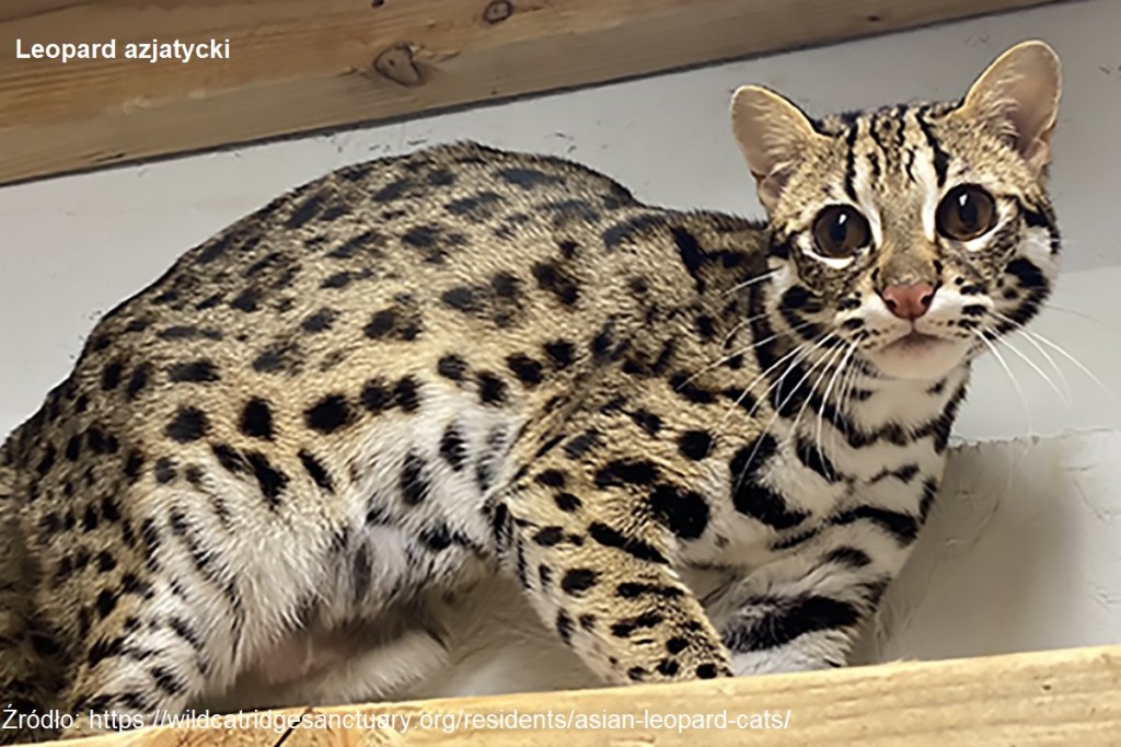 1b. Leopard azjatycki