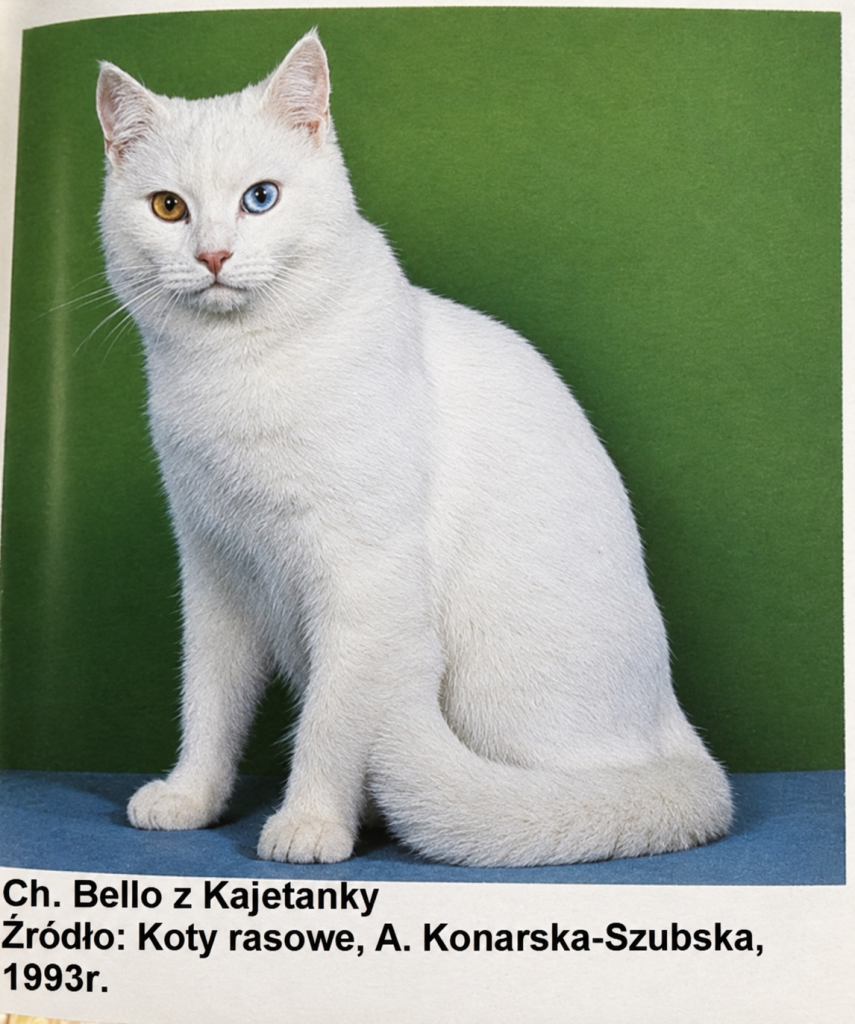 Ch. Bello z Kajetanky