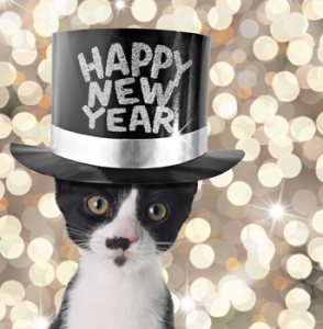 Happy new year kitten