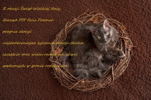 Grey Nebelung Cat in Nest